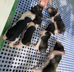 -萌宠亲子动物乐园(槐房万达店)