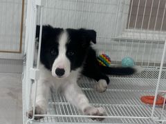 -翊宠yipet猫狗购宠庄园犬舍•猫舍