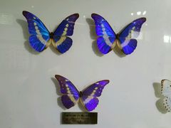 -上海昆虫博物馆