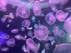 -多彩贵州城极地海洋世界