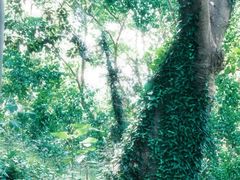 -上海佘山国家森林公园天马山园