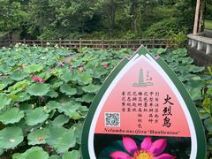 -广州莲花山旅游区
