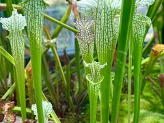 -国家植物园南园