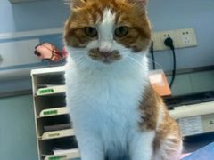 -纳吉亚猫专科动物诊疗中心(蒋宅口分院)