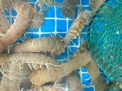 -宾朋海鲜特色美食餐厅·纯手工鲅鱼水饺(兴海路店)