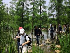 -上海长兴岛郊野公园