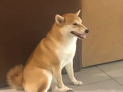 -柴务处·柴犬主题狗咖