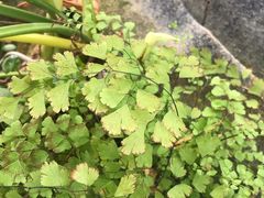 -石家庄市植物园