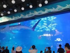 -烟台海昌鲸鲨海洋公园