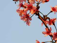 -中国科学院华南植物园