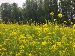 -长白岛森林公园