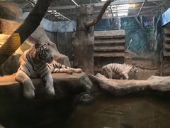 -清迈夜间动物园