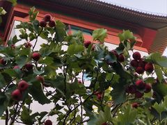 -王府半岛酒店