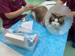 -北京观赏动物医院·24小时大型综合·猫专科·异宠专科