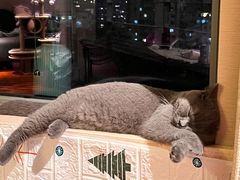 -猫大福·Fortune Cat猫舍(百子湾店)