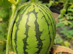 -庞各庄翠芳园西瓜蔬菜基地采摘园