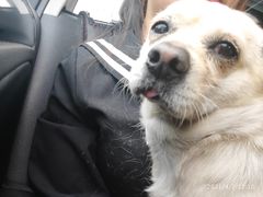 -圣宠动物医院·犬猫专科·影像中心·外科中心