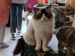 -平行世界·猫咖(首经贸店)