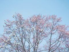 -杭州植物园