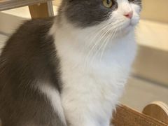 -飞行喵MR PILOT|猫舍·猫咖(静安大融城店)