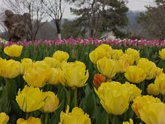 -九曜山