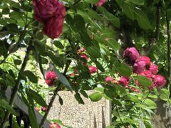 -徐家汇源景区-衡山公园