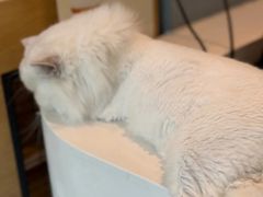 -御宝贝·A梦猫科宠物医院(国际猫友好医院)