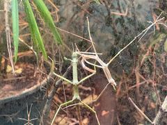 -上海大自然野生昆虫馆(东方明珠·爬宠昆虫探索中心)