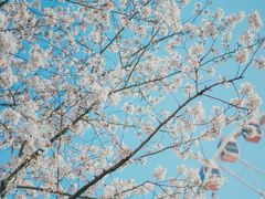 -顾村公园