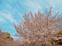 -高东镇樱花园