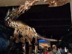 -美国自然历史博物馆