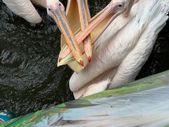 -广州长隆飞鸟乐园