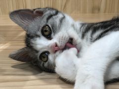 -屋虎猫馆(宝安大仟里店)