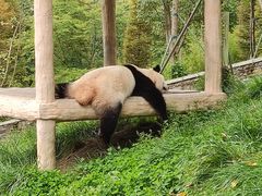 -卧龙中华大熊猫苑神树坪基地