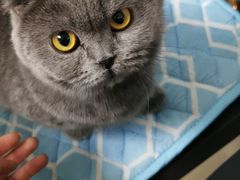 -鼓捣猫呢主题猫咖店
