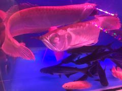 -清平路水族市场