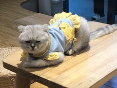 -啵啵喵·猫咖(攀华国际店)