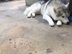 -TrueLove @ Neverland (Husky Cafe)