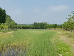 -东郊湿地公园