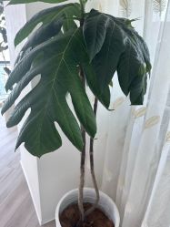 -HEYAN荷妍专业脱毛连锁机构