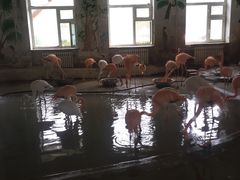 -哈尔滨北方森林动物园