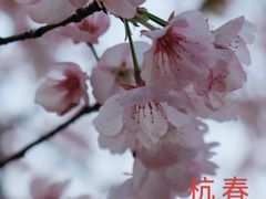-杭州植物园