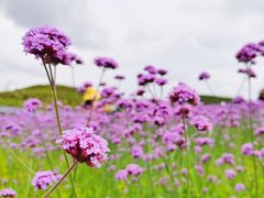 -贵阳市花溪国家城市湿地公园