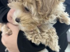 -翊宠yipet猫狗购宠庄园犬舍•猫舍