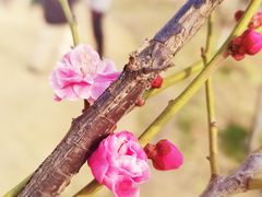 -状元虎.摇滚炒鸡.家常菜(义勇街店)