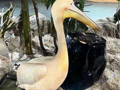-海合安武汉极地海洋公园