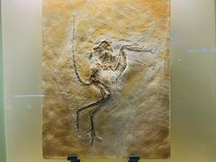 -辽宁古生物博物馆