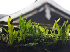 -初溪土楼群