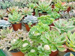 -三圣花乡旅游区