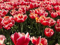 -玄武湖景区-情侣园游乐场